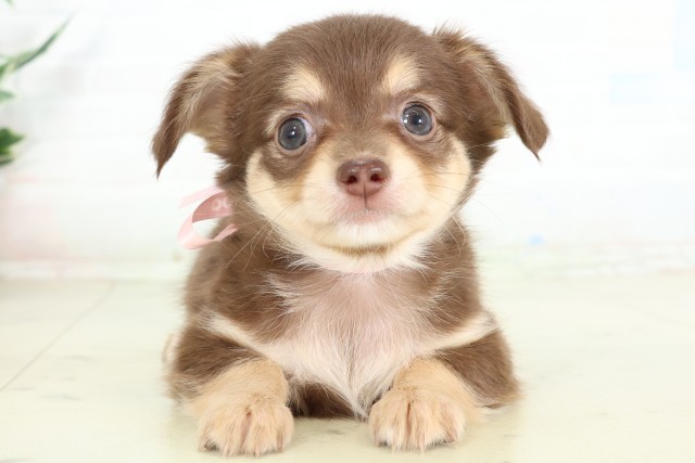 沖縄県のハーフ犬・ミックス犬 (Coo&RIKUイオン北谷店/2026年6月15日生まれ/女の子/チョコレートタン)の子犬の1枚目の画像