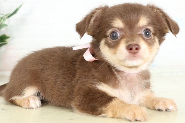 沖縄県のハーフ犬・ミックス犬 (Coo&RIKUイオン北谷店/2026年6月15日生まれ/女の子/チョコレートタン)の子犬の2枚目の画像