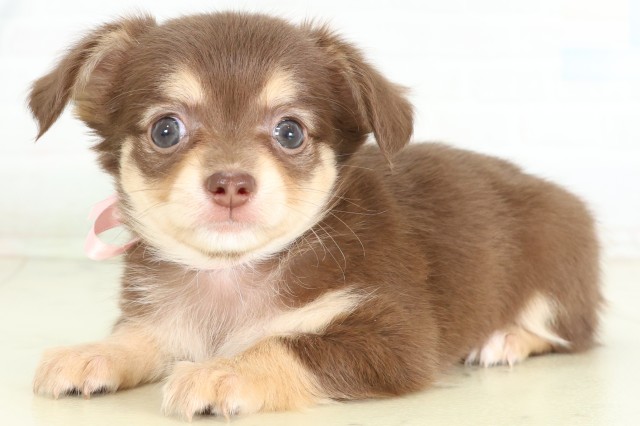 沖縄県のハーフ犬・ミックス犬 (Coo&RIKUイオン北谷店/2026年6月15日生まれ/女の子/チョコレートタン)の子犬の3枚目の画像