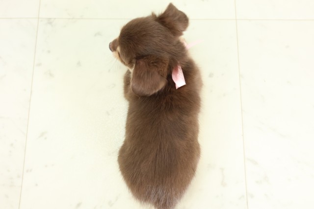 沖縄県のハーフ犬・ミックス犬 (Coo&RIKUイオン北谷店/2026年6月15日生まれ/女の子/チョコレートタン)の子犬の4枚目の画像
