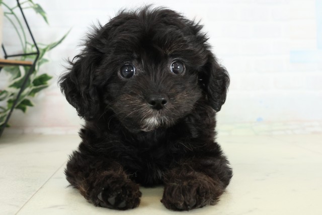 福岡県のハーフ犬・ミックス犬 (Coo&RIKU福岡古賀店/2026年6月16日生まれ/女の子/ブラック)の子犬の1枚目の画像