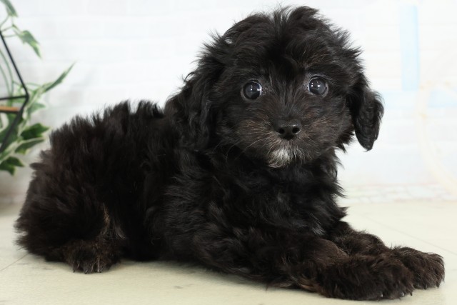 福岡県のハーフ犬・ミックス犬 (Coo&RIKU福岡古賀店/2026年6月16日生まれ/女の子/ブラック)の子犬の2枚目の画像