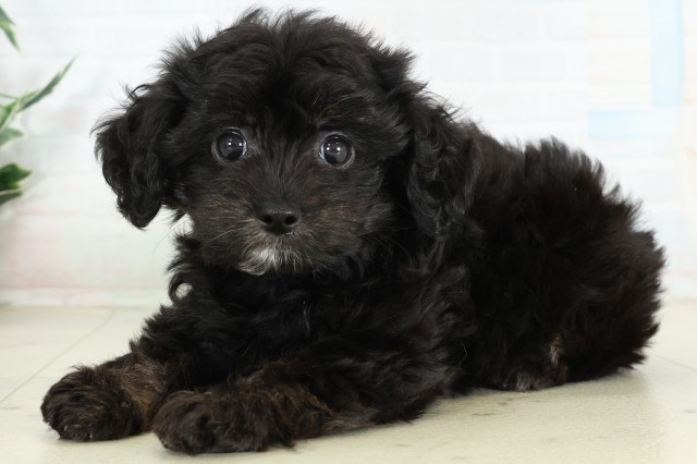 福岡県のハーフ犬・ミックス犬 (Coo&RIKU福岡古賀店/2026年6月16日生まれ/女の子/ブラック)の子犬の3枚目の画像