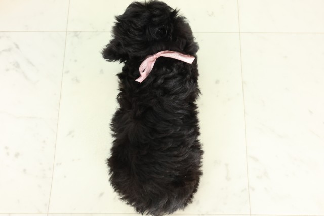 福岡県のハーフ犬・ミックス犬 (Coo&RIKU福岡古賀店/2026年6月16日生まれ/女の子/ブラック)の子犬の4枚目の画像