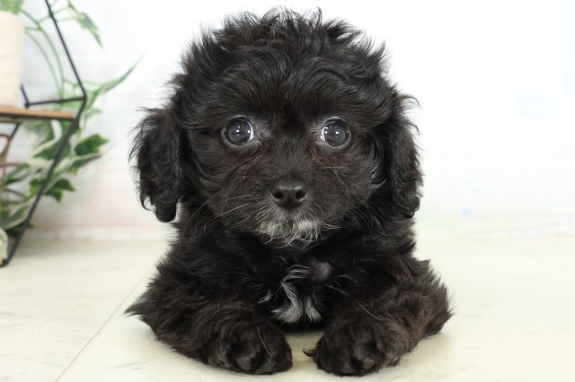 福岡県のハーフ犬・ミックス犬 (Coo&RIKU福岡西店/2026年6月16日生まれ/女の子/ブラック)の子犬の1枚目の画像