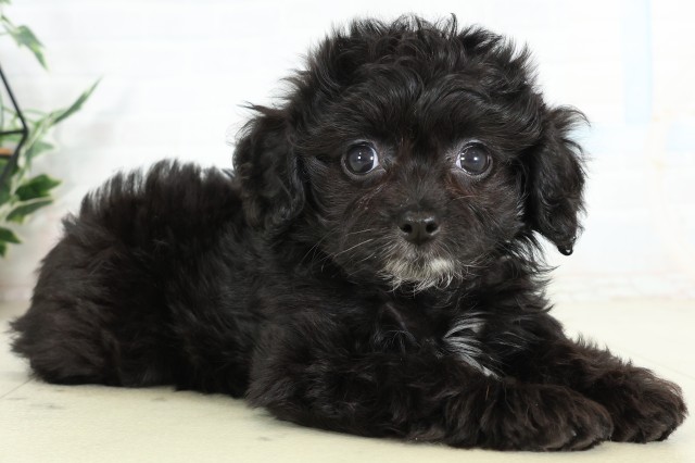 福岡県のハーフ犬・ミックス犬 (Coo&RIKU福岡西店/2026年6月16日生まれ/女の子/ブラック)の子犬の2枚目の画像
