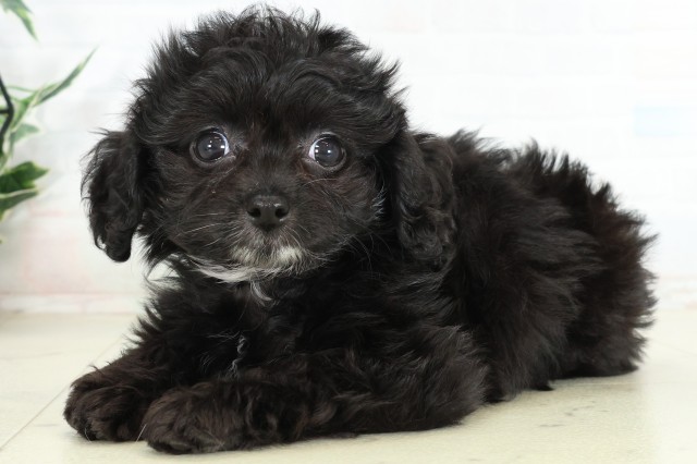 福岡県のハーフ犬・ミックス犬 (Coo&RIKU福岡西店/2026年6月16日生まれ/女の子/ブラック)の子犬の3枚目の画像