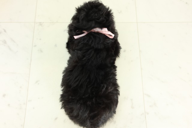 福岡県のハーフ犬・ミックス犬 (Coo&RIKU福岡西店/2026年6月16日生まれ/女の子/ブラック)の子犬の4枚目の画像