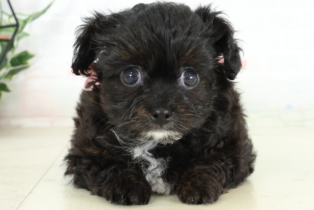 福岡県のハーフ犬・ミックス犬 (Coo&RIKU小倉店/2026年6月16日生まれ/女の子/ブラック)の子犬の1枚目の画像