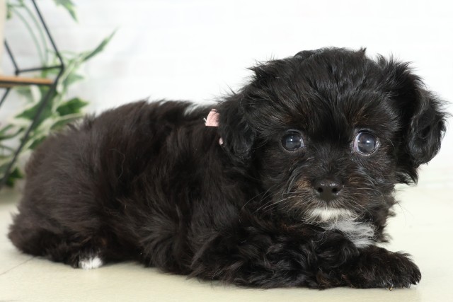 福岡県のハーフ犬・ミックス犬 (Coo&RIKU小倉店/2026年6月16日生まれ/女の子/ブラック)の子犬の2枚目の画像