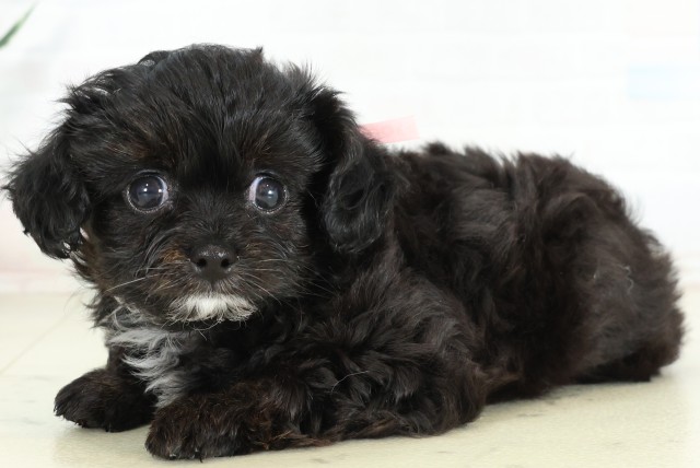 福岡県のハーフ犬・ミックス犬 (Coo&RIKU小倉店/2026年6月16日生まれ/女の子/ブラック)の子犬の3枚目の画像