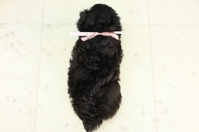福岡県のハーフ犬・ミックス犬 (Coo&RIKU小倉店/2026年6月16日生まれ/女の子/ブラック)の子犬の4枚目の画像