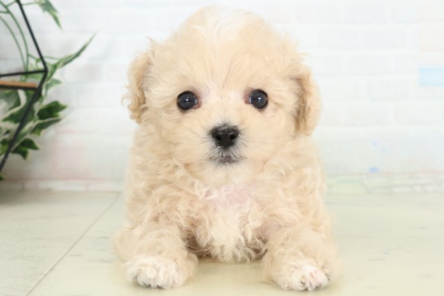 沖縄県のハーフ犬・ミックス犬 (Coo&RIKU沖縄浦添店/2026年6月16日生まれ/男の子/クリームホワイト)の子犬の1枚目の画像