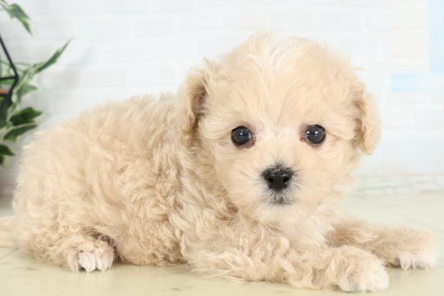 沖縄県のハーフ犬・ミックス犬 (Coo&RIKU沖縄浦添店/2026年6月16日生まれ/男の子/クリームホワイト)の子犬の2枚目の画像