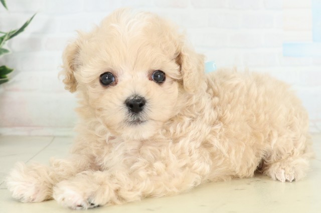 沖縄県のハーフ犬・ミックス犬 (Coo&RIKU沖縄浦添店/2026年6月16日生まれ/男の子/クリームホワイト)の子犬の3枚目の画像
