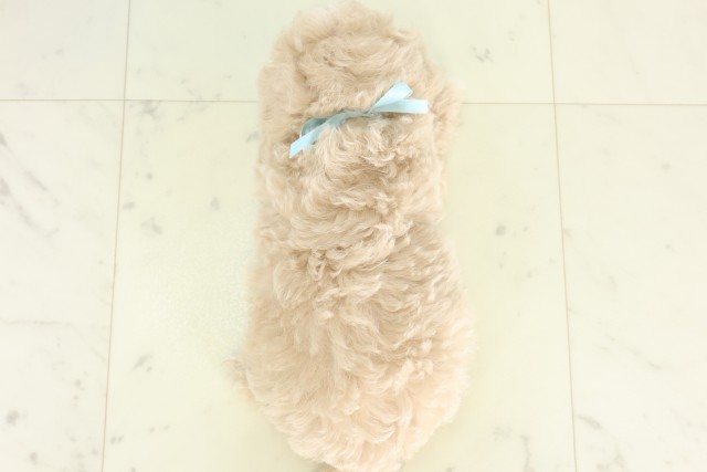 沖縄県のハーフ犬・ミックス犬 (Coo&RIKU沖縄浦添店/2026年6月16日生まれ/男の子/クリームホワイト)の子犬の4枚目の画像