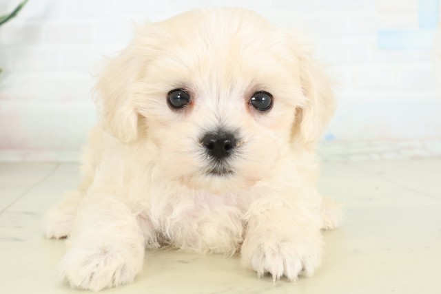 福岡県のハーフ犬・ミックス犬 (Coo&RIKU福岡古賀店/2026年6月16日生まれ/女の子/クリームホワイト)の子犬の1枚目の画像
