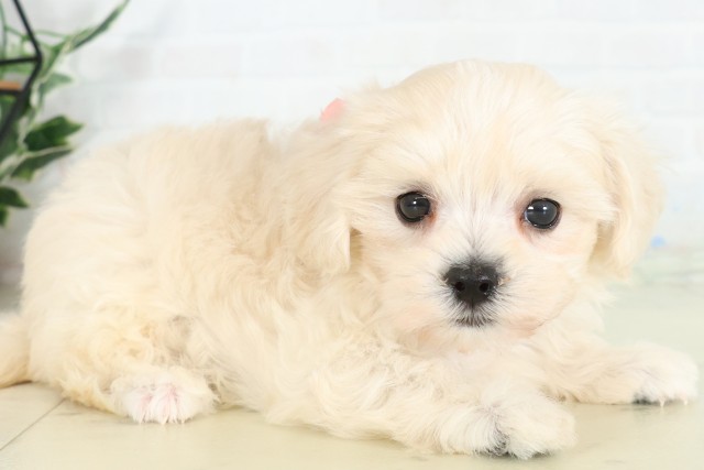 福岡県のハーフ犬・ミックス犬 (Coo&RIKU福岡古賀店/2026年6月16日生まれ/女の子/クリームホワイト)の子犬の2枚目の画像