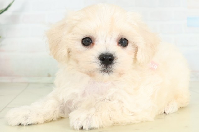 福岡県のハーフ犬・ミックス犬 (Coo&RIKU福岡古賀店/2026年6月16日生まれ/女の子/クリームホワイト)の子犬の3枚目の画像