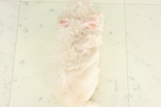 福岡県のハーフ犬・ミックス犬 (Coo&RIKU福岡古賀店/2026年6月16日生まれ/女の子/クリームホワイト)の子犬の4枚目の画像