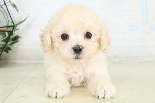 沖縄県のハーフ犬・ミックス犬 (Coo&RIKUイオン北谷店/2026年6月16日生まれ/女の子/クリームホワイト)の子犬の1枚目の画像
