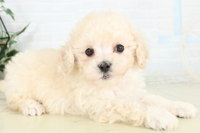 沖縄県のハーフ犬・ミックス犬 (Coo&RIKUイオン北谷店/2026年6月16日生まれ/女の子/クリームホワイト)の子犬の2枚目の画像