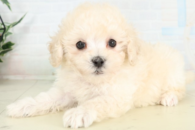 沖縄県のハーフ犬・ミックス犬 (Coo&RIKUイオン北谷店/2026年6月16日生まれ/女の子/クリームホワイト)の子犬の3枚目の画像