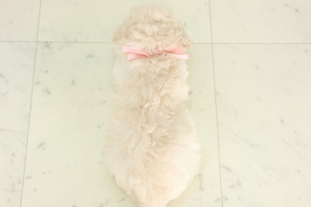沖縄県のハーフ犬・ミックス犬 (Coo&RIKUイオン北谷店/2026年6月16日生まれ/女の子/クリームホワイト)の子犬の4枚目の画像