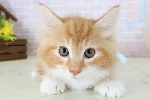 ノルウェージャン・フォレストキャット