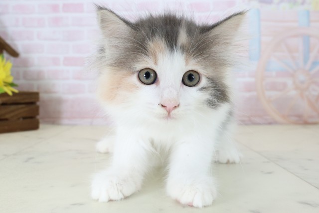 ノルウェージャン・フォレストキャット