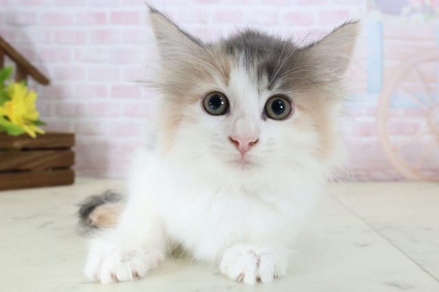ノルウェージャン・フォレストキャット