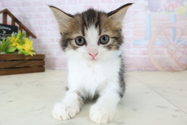 鹿児島県のマンチカン (Coo&RIKU鹿屋店/2026年6月8日生まれ/男の子/ブラウンタビーホワイト)の子猫の1枚目の画像