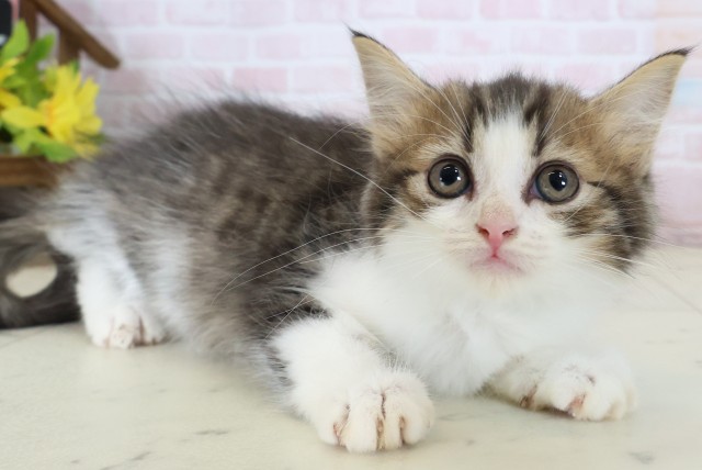 鹿児島県のマンチカン (Coo&RIKU鹿屋店/2026年6月8日生まれ/男の子/ブラウンタビーホワイト)の子猫の2枚目の画像
