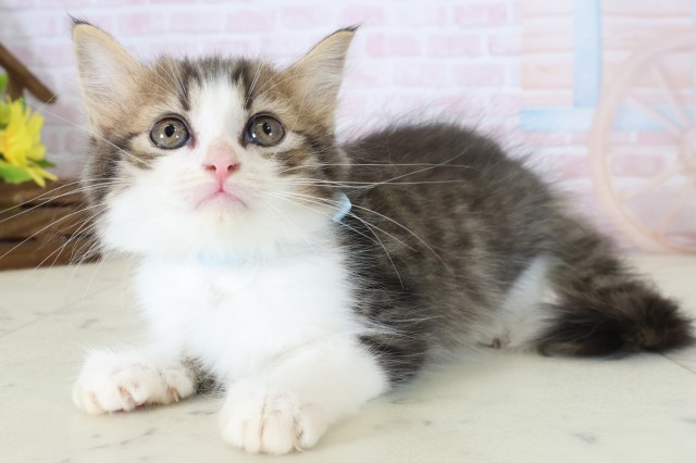 鹿児島県のマンチカン (Coo&RIKU鹿屋店/2026年6月8日生まれ/男の子/ブラウンタビーホワイト)の子猫の3枚目の画像
