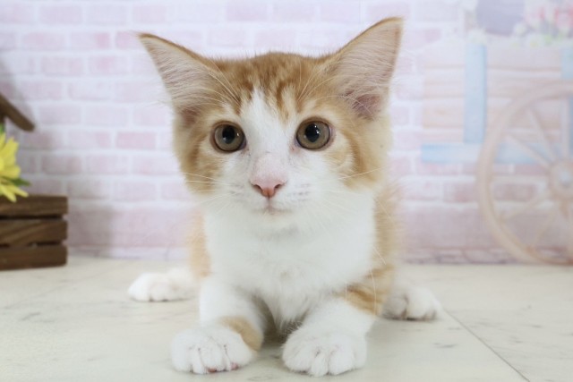 ノルウェージャン・フォレストキャット