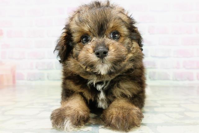 千葉県のハーフ犬・ミックス犬 (Coo&RIKU流山店/2026年6月17日生まれ/男の子/レッド)の子犬の1枚目の画像