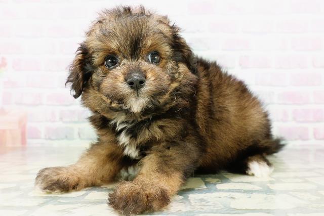 千葉県のハーフ犬・ミックス犬 (Coo&RIKU流山店/2026年6月17日生まれ/男の子/レッド)の子犬の2枚目の画像