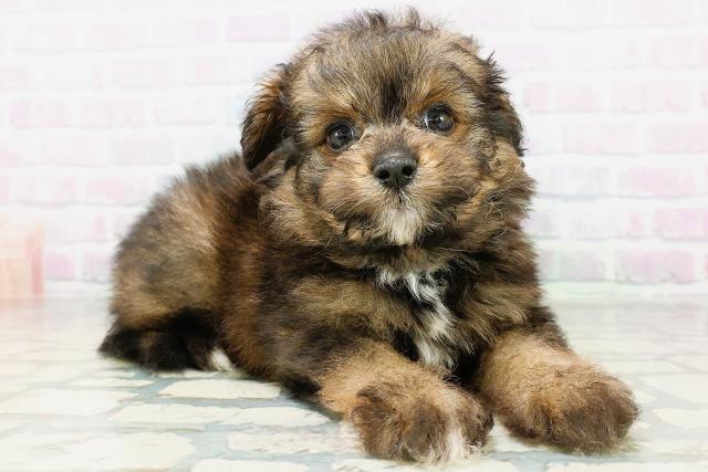 千葉県のハーフ犬・ミックス犬 (Coo&RIKU流山店/2026年6月17日生まれ/男の子/レッド)の子犬の3枚目の画像