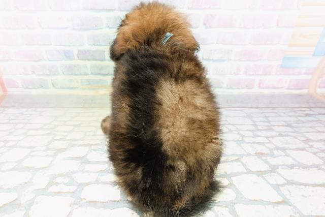 千葉県のハーフ犬・ミックス犬 (Coo&RIKU流山店/2026年6月17日生まれ/男の子/レッド)の子犬の4枚目の画像