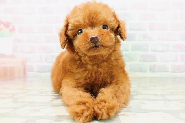 埼玉県のトイプードル(トイ) (Coo&RIKU所沢店/2026年6月14日生まれ/男の子/レッドフォーン)の子犬の1枚目の画像