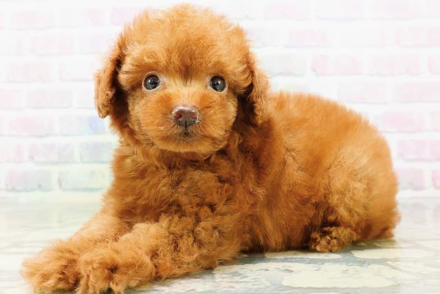 埼玉県のトイプードル(トイ) (Coo&RIKU所沢店/2026年6月14日生まれ/男の子/レッドフォーン)の子犬の2枚目の画像