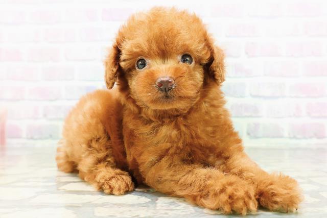 埼玉県のトイプードル(トイ) (Coo&RIKU所沢店/2026年6月14日生まれ/男の子/レッドフォーン)の子犬の3枚目の画像