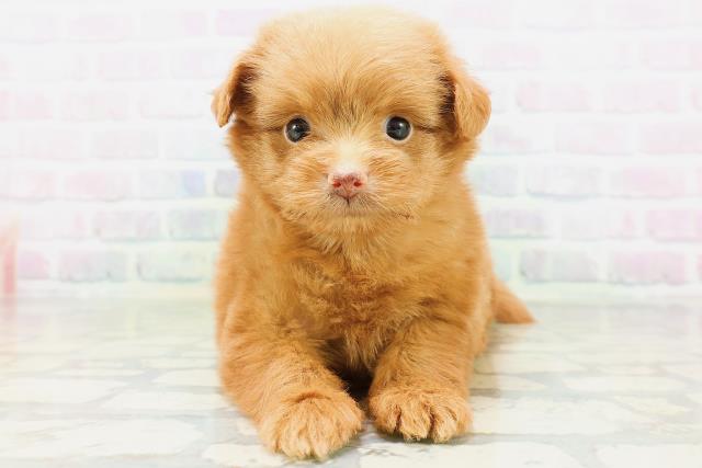 栃木県のハーフ犬・ミックス犬 (Coo&RIKUFKDインターパーク店/2026年6月17日生まれ/女の子/レッド)の子犬の1枚目の画像