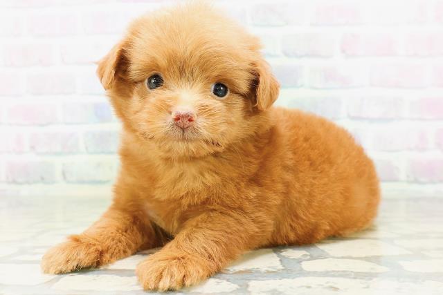 栃木県のハーフ犬・ミックス犬 (Coo&RIKUFKDインターパーク店/2026年6月17日生まれ/女の子/レッド)の子犬の2枚目の画像