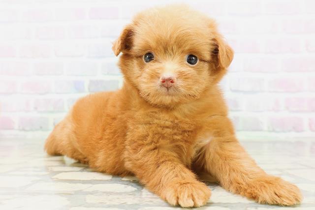栃木県のハーフ犬・ミックス犬 (Coo&RIKUFKDインターパーク店/2026年6月17日生まれ/女の子/レッド)の子犬の3枚目の画像