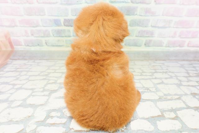 栃木県のハーフ犬・ミックス犬 (Coo&RIKUFKDインターパーク店/2026年6月17日生まれ/女の子/レッド)の子犬の4枚目の画像