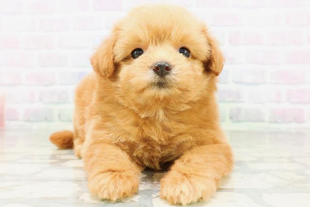 埼玉県のハーフ犬・ミックス犬 (Coo&RIKU所沢店/2026年6月17日生まれ/女の子/レッド)の子犬の1枚目の画像