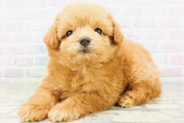 埼玉県のハーフ犬・ミックス犬 (Coo&RIKU所沢店/2026年6月17日生まれ/女の子/レッド)の子犬の2枚目の画像