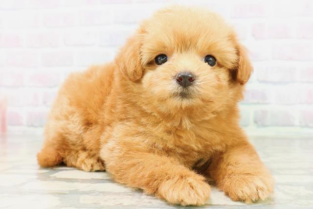 埼玉県のハーフ犬・ミックス犬 (Coo&RIKU所沢店/2026年6月17日生まれ/女の子/レッド)の子犬の3枚目の画像