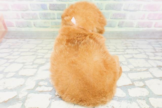 埼玉県のハーフ犬・ミックス犬 (Coo&RIKU所沢店/2026年6月17日生まれ/女の子/レッド)の子犬の4枚目の画像